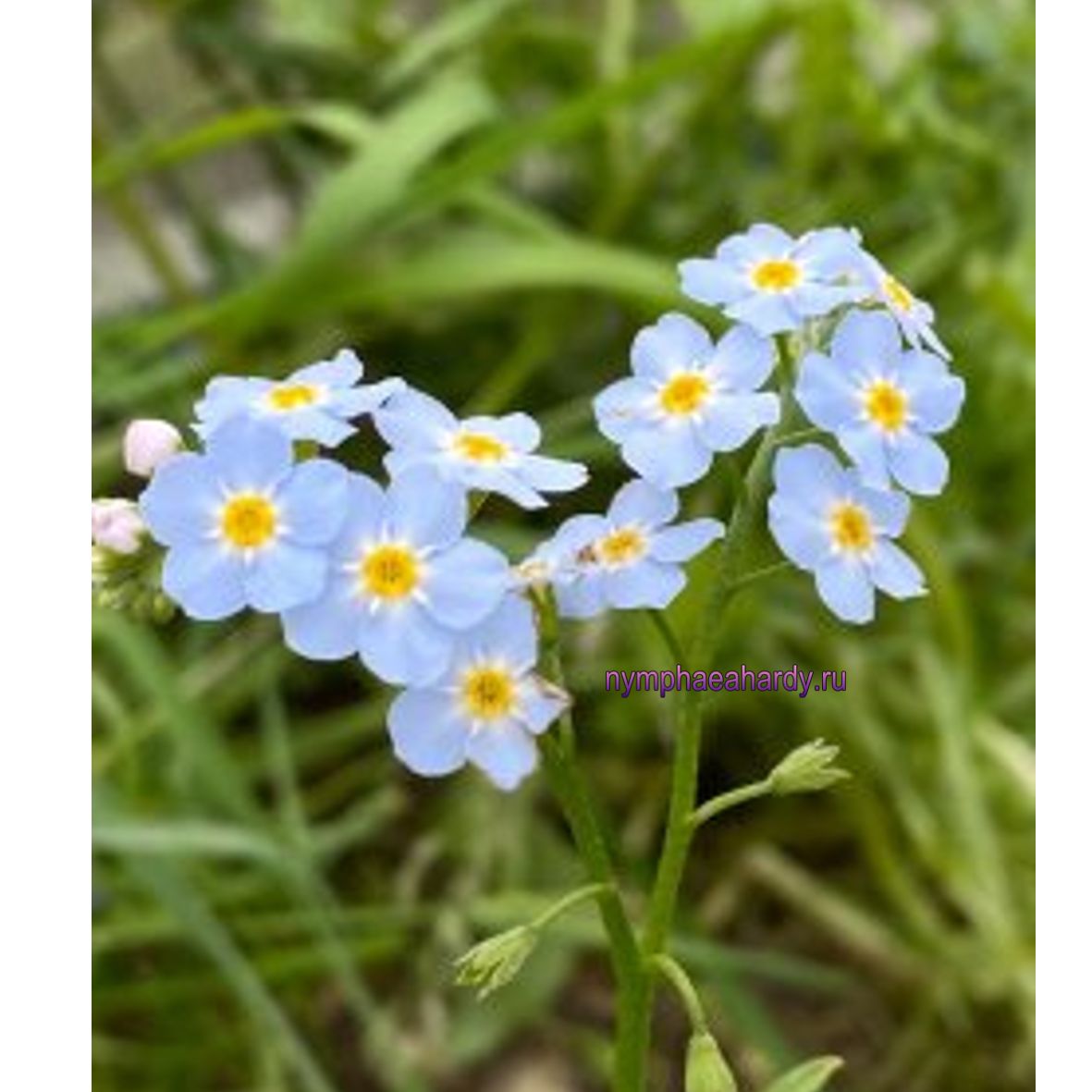 Незабудка болотная голубая (Myosotis palustris) – Нимфея Зимостойкая.  Купить нимфеи,кувшинки,водяные лилии в Москве.